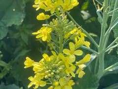 -前小桔亲子创意农场·草莓采摘·露营烧烤