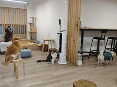 -柴迷FANS CLUB·柴犬狗咖·猫咖