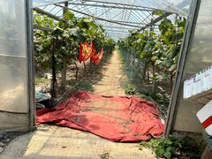 -马陆小张葡萄园农家乐