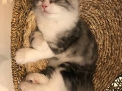 -飞行喵MR PILOT|猫舍·猫咖(静安大融城店)