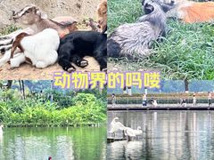 -武汉动物园