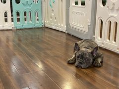 -柯斗斗主题餐厅·狗咖·围炉煮茶·茶饮(国瑞升平里店)