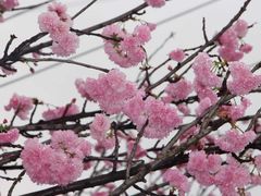 -天适樱花悠乐园