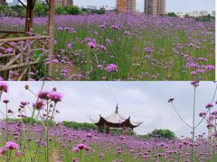 -杭州城北体育公园