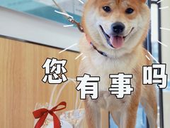 -瑞派长江宠物医院·猫科·外科·24小时夜护(谊城公寓分院)