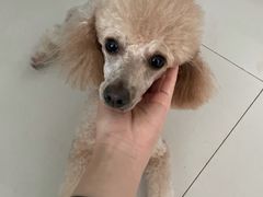 -宠福鑫康馨动物医院·骨科·眼科