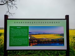 -西京湾花海