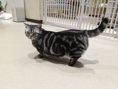 -藏猫猫咖啡主题馆(中央大道店)