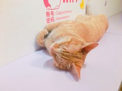 -Cappucimeow猫咪咖啡馆(韦伯时代店)