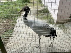 -青藏高原野生动物园