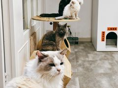 -楼上猫咖(罗湖店)