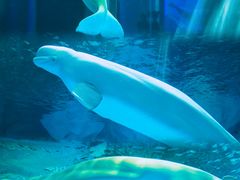 -上海海昌海洋公园-冰山北极馆