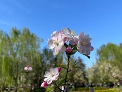 -海棠花溪(元大都城垣遗址公园)