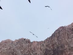 -长岛万鸟岛