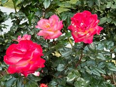 -人民公园(罗湖区)