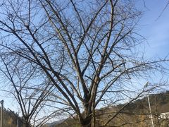 -千年银杏谷文化旅游区