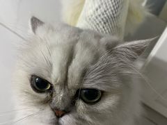 -宠爱国际动物医院·消化内科·心肾内科·ISFM猫友好(望京店)
