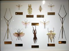 -上海昆虫博物馆