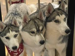 -Husky Go! 哈士奇体验馆·宠物咖啡厅狗咖