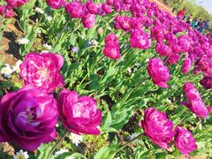 -上海鲜花港