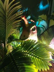 点击看大图 -恐龙探索乐园(磁器口店)