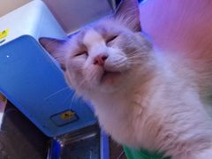 -李小姐の猫咖啡馆(五角场店)