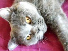 -我爱猫咪·猫咖·狗咖·安哥拉兔·羊驼咖(小寨华旗店)