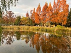 -白鹭湾湿地公园