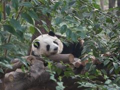 -成都大熊猫繁育研究基地