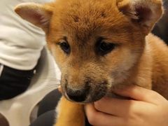 -柯斗斗主题餐厅·狗咖·围炉煮茶·茶饮(国瑞升平里店)