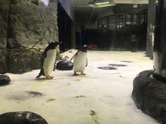-悉尼海洋生物水族馆