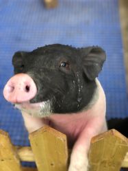 -萌宠亲子动物乐园(槐房万达店)