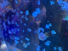 -太奥幻太奇海洋馆