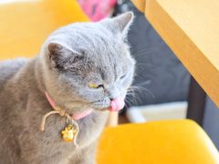 -这儿没有猫·猫咖萌宠馆·撸猫