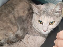 -瑞派康怡24h宠物医院·犬猫医疗中心·微创绝育(瑞景分院)
