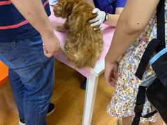 -北京观赏动物医院·24小时大型综合·猫专科·异宠专科