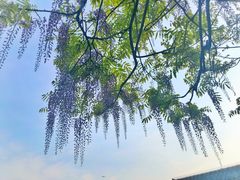-嘉定紫藤园