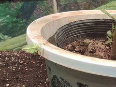 -上海大自然野生昆虫馆(东方明珠·爬宠昆虫探索中心)