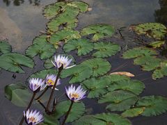 -云溪植物园