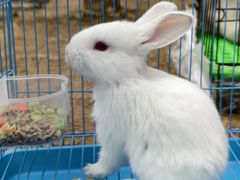 -Walker萌宠露营(大明骑士驿站店)