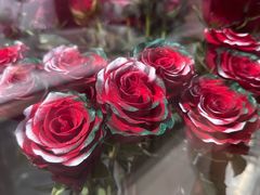 -ROSEONLY诺誓(广州K11店)