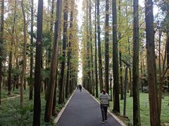 -东平国家森林公园