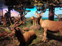 -国家自然博物馆