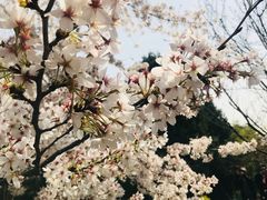 -西安青龙寺遗址景区