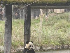 -中国大熊猫保护研究中心雅安碧峰峡基地