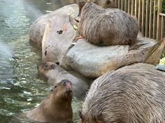 -北京野生动物园