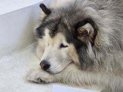 -汪说·狗咖·拼豆·宠物周边DIY(旺城大厦店)