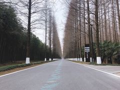 -黄海国家森林公园