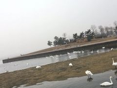 -烟墩角天鹅湖