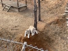 -石家庄市动物园